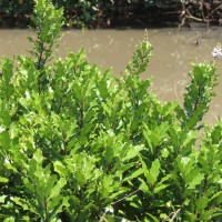 Acanthus ilicifolius L.